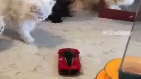 فقط اون سیاهه