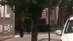 ببینید از رو درخت چی میاد پایین 