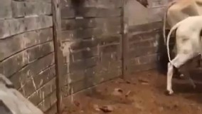 گاو پرنده))))