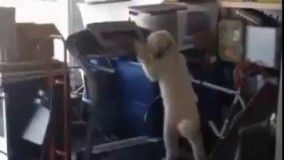 یواشکی میره رو تردمیل ورزش میکنه 