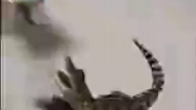 نیشتو ببند به روایت تصویر 