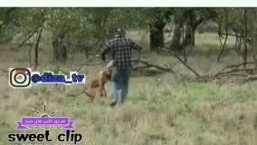 کانگورو شرور رفت بچه محلاشو بیاره!!!