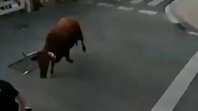 خرشانس به روایت تصویر