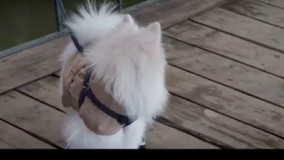 آهنگ"تو اگه بامن باشی"صدای علی زارعی-کلیپ سریال عاشقانه