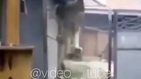 شما بودید چیکار میکردید؟