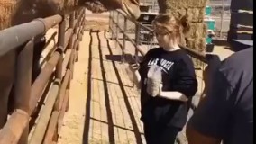 هیچ وقت ریسک نکن و با یه شتر سلفی نگیر