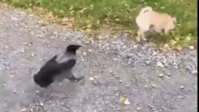  ڪلاغ بیشعور