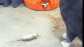 میگن طرف خودشو به  موش مردگی زده  اینه ها