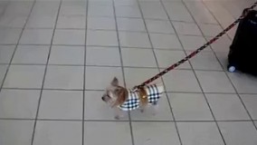 داره میره سفر