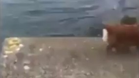 اینجوری میشه که سگ شده نمونه بارز وفاداری !!!