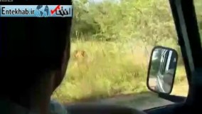 فیلم/ شیرهای آفریقایی آدمخوار در پارک ملی کروگر