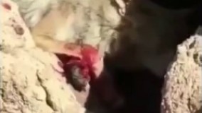 فیلم/ ویدئو دردناک از گرگ زخمی که در حال قطع پای خود برای زنده ماندن است