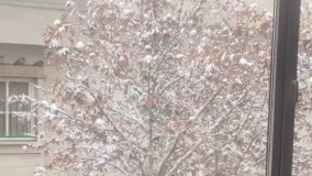 تو این روزای برفی به فکر پرندگان باشیم