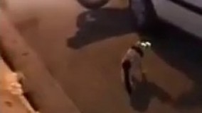 کلیپ خنده دار از صدا زدن گربه و عکس العمل گربه