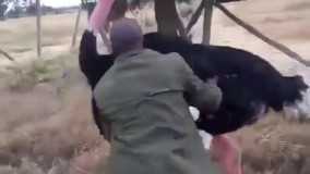 کلیپ جالب و خنده دار از سواری گرفتن از شتر مرغ