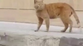 صدا زدن گربه و عکس العمل خنده دار گربه