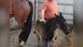 کره اسب دلسوز که در مقابل اذیت کردن مادرش واکنش نشان میدهد