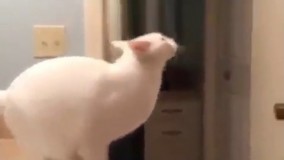 گربه ای با پرش 15 متری