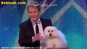 نمایش سگ سخنگو