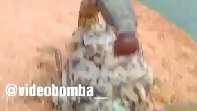 عقرب و بچه هاش همین الان یهویی