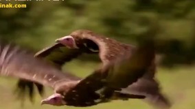 شکار کرکس توسط شیر