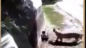 حمله ببر گرسنه به مرد