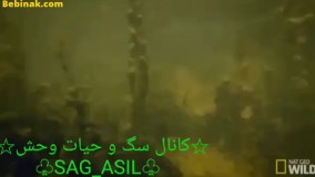 تکه تکه کردن حیوانات توسط تمساح