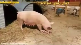 خوردن بچه خوک توسط ماد