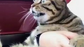 گربه ماشین ندیده !