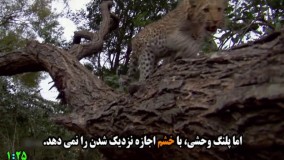 درسی جالب که یک پلنگ وحشی به مردمِ جهان داد.