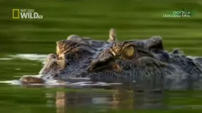 مستند کورکودیل نشنال جئو گرافیک - Crocodile Nat Geo Wild Documentary HD 2017