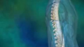 نمایی کلی و جزیی از مهره ها