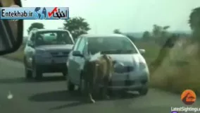 فیلم/ شیر ماده لاستیک خودرو گردشگران را با دندان ترکاند