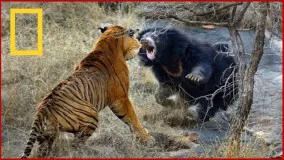 مستند خشن ترین حیوانات شکارچی نشنال جئو  The Most Extreme Predators Animals National Geographic Wild