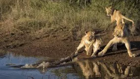 مستند جدال برای بقا نشنال جئو گرافیک - National Geographic - Struggle For Existence - Natgeo Wild