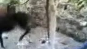 رقص خر باحال 