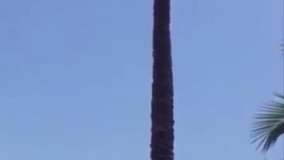 بعضی بزهای مراکشی به طرز عجیبی از درخت ها می تونن بالا