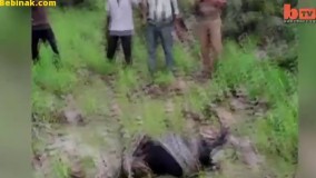 بلعیده شدن گاو توسط مار غول آسا