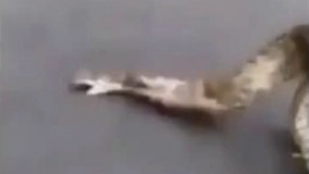 فیلم/ بیرون کشیدن دو بزغاله از شکم مار!