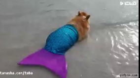 سگ_یا_پری_دریایی_236