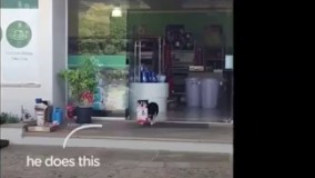 سگی_که_برای_خود_خرید_میکند_240