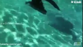 زنده‌گیری_تمساح_با_دست_خالی_و_چسب_برق_!_240