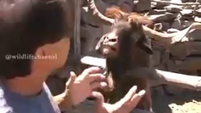 نتیجه_صحبت_منطقی_با_یک_بز_!_240