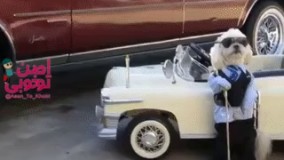 طنز رانندگی سگ 