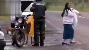 عاقا عجب گوسفند گاویه این