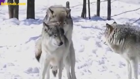 رفتارهاي جالب گرگها هنگام جفتگيري️️️