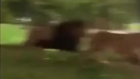 منظره اى زیبا از حیات وحش