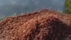 رفتار عجیب مورچه های آتشین که از بدن خود قایقی درس