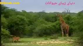 شکار زرافه توسط شیرها