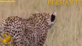 نجات آهو به دست میمون